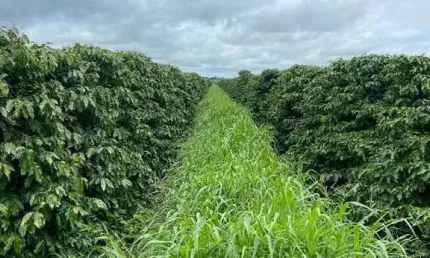 Fazenda à venda, Área Rural de Monte Alegre - MONTE ALEGRE/MG