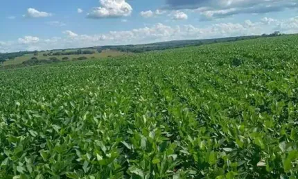 Fazenda à venda, Área Rural de Monte Alegre - MONTE ALEGRE DE MINAS/MG