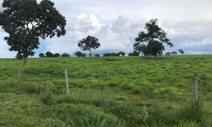 Fazenda à venda, AREA RURAL DE FLORES DE GOIAS - GO - Flores de Goiás/GO
