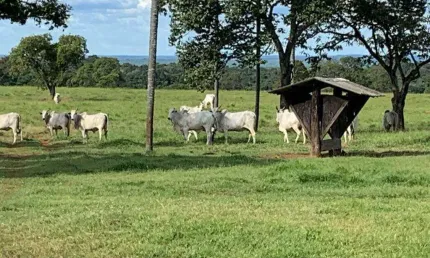 Fazenda à venda, AREA RURAL DE COLINAS TO - COLINAS DO TOCANTINS/TO