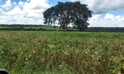 Fazenda à venda, AREA RURAL CAMPO FLORIDO MG - Campo Florido/MG