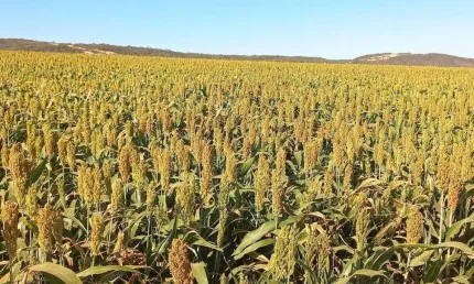 Fazenda à venda, AREA RURAL BURITIS -GO - Buriti de Goiás/GO