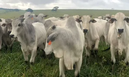 Fazenda à venda, AREAR RURAL DE MARANHAO - Caxias/MA
