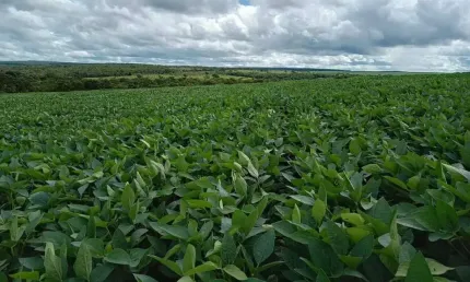 Fazenda à venda, área rural de uberlândia - uberlândia/mg