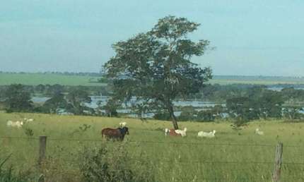Fazenda à venda, AREA RURAL DE CACHOEIRA ALTA-GO - Cachoeira Alta/GO