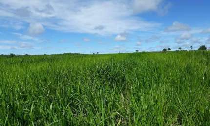 Fazenda à venda, Area rural de ituiutaba - ITUIUTABA/MG