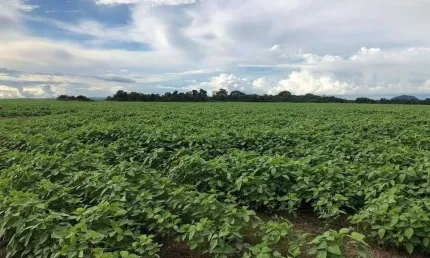Fazenda à venda, Área rural de Confresa - Confresa/MT