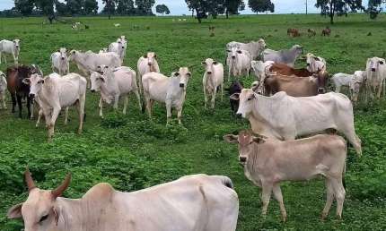 Fazenda à venda, Área rural de Quirinópolis - QUIRINOPOLIS/GO