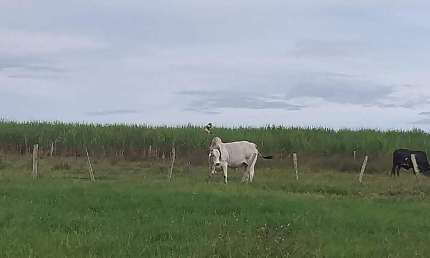 Fazenda à venda, Área Rural de Mineiros - MINEIROS/GO