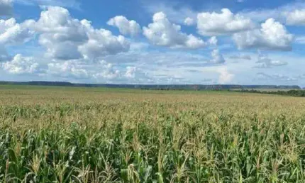 Fazenda à venda, AREA RURAL DE BALSAS - MA - Balsas/MA
