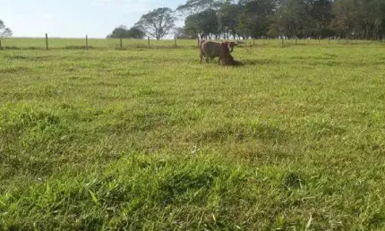 Fazenda à venda, Area rual de Campina verde - CAMPINA VERDE/MG