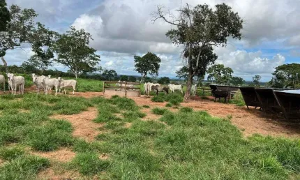 Fazenda à venda, AREA RURAL DE TORIXOREU-MT - Torixoréu/MT