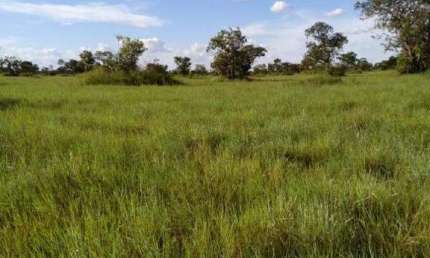 Fazenda à venda, AREA RURAL LUCIARA - MT - Luciara/MT