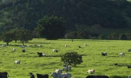 Fazenda à venda, Área rural de Brasilia - BRASILIA/DF