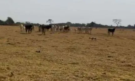 Chácara / sítio à venda na Zona Rural, Centro, Guarda-Mor