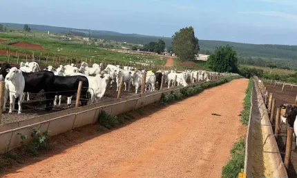 Fazenda à venda, ÁREA RURAL DE UBERLÂNDIA - Uberlândia/MG