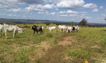 Fazenda à venda, area rural de sao gonçalo do abaete - mg - sao goncalo do abaete/mg
