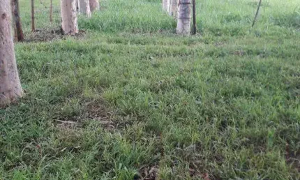 Chácara / sítio à venda na Area Rural De Miraporanga/mg, Miraporanga, Uberlândia