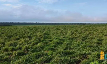 Fazenda à venda, AREA RURAL DE MARCELANDIA - MT - Marcelândia/MT