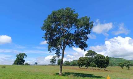 Fazenda à venda, Área Rural de Paranaiguara - PARANAIGUARA/GO