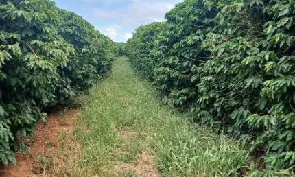 Fazenda à venda, AREA RURAL DE CARMO DO PARANAIBA - MG - CARMO DO PARANAIBA/MG