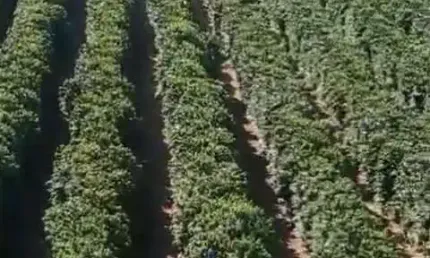 Fazenda à venda, AREA RURAL DE SERRA DO SALITRE - MG - Serra do Salitre/MG