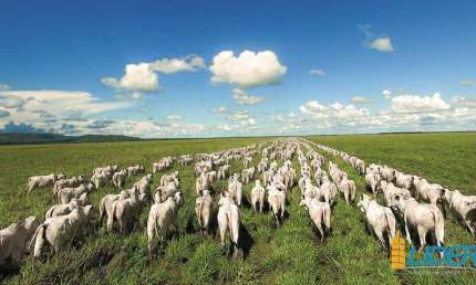 Fazenda à venda, AREA RURAL DE FLORES DE GOIAS - GO - Flores de Goiás/GO