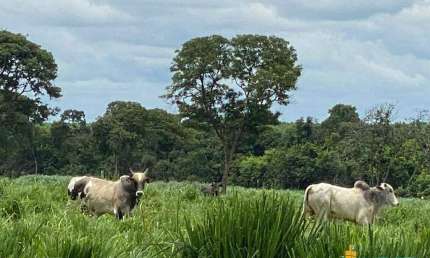Fazenda à venda, Área Rural de João Pinheiro - João Pinheiro/MG