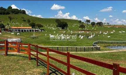 Fazenda em Uraí com 73 alqueires, 150 vacas prenhas, 117 bezerros, trator 2022, plantadeira 12 linh