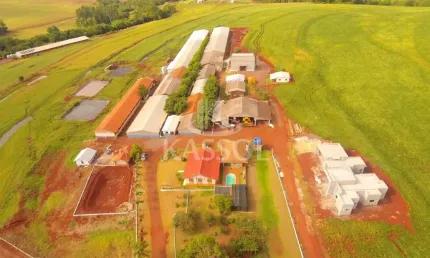 GRANJA DE SUÍNOS COM 1.600 MATRIZES PARA CRIAÇÃO DE LEITÕES EM TOLEDO PR.