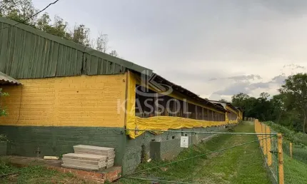 ÁRE RURAL C 950 MATRIZES SUÍNA EM PRODUÇÃO,TOLEDO - PR