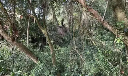 118775 CHÁCARA EM PAROBÉ GALPÃO LUZ ROÇA POMAR MATA NATIVA E FIBRA ÓTICA