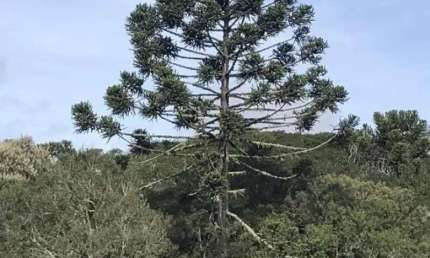 [85521] FAZENDA EM CAMBARÁ DO SUL NOS CÂNIONS PARA HOTEL FAZENDA OU AGROPEC EM CAMBARÁ DO SUL COM 318 HECTARES