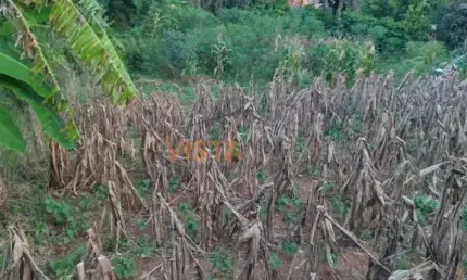 Lote / Terreno em Jardim Terras Do Alegre  -  Águas da Prata
