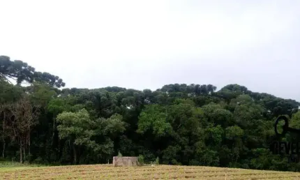 Chácara com 1 dormitório à venda, 40005 m² por R$ 1.850.000,00 - Campina Do Taquaral - São José dos Pinhais/PR