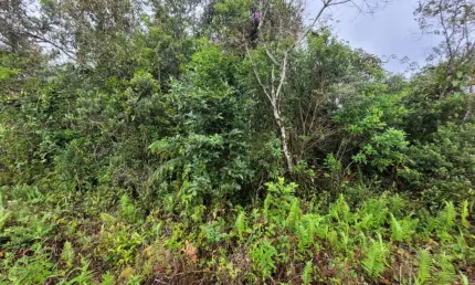 Terreno à venda na Praça Ângelo Guerra, 13650, Jardim Coronel, Itanhaém