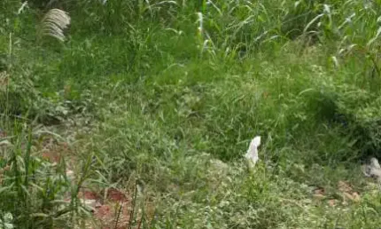 Terreno à venda no Centro, Barrinha 