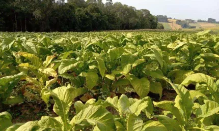 Sítio para Venda em Antônio Olinto, Cantagalo, 3 dormitórios, 1 banheiro