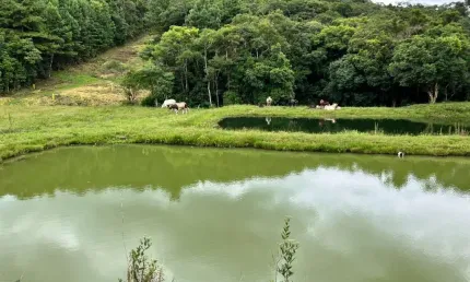 Chácara / sítio à venda na BR 376, Matulão, Tijucas do Sul
