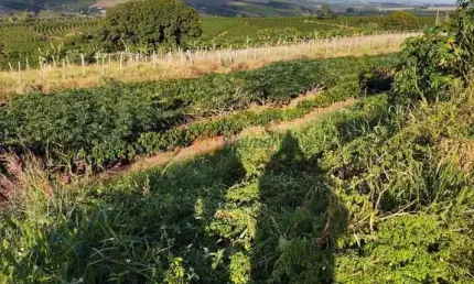 Fazenda com 3 salas à venda na Avenida Major Rangel, 1, Centro, Avaré