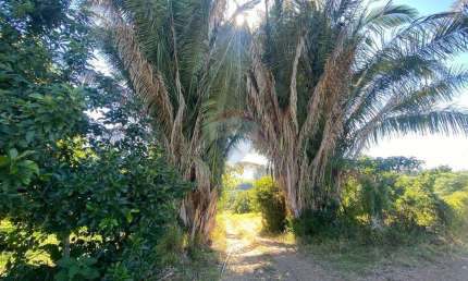 'Paraíso Agrícola: Sítio Santa Bárbara, 145.200 m²'