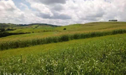 Fazenda à venda, 798600 m² por r$ 6.600.000,00 - zona rural - palmital/pr