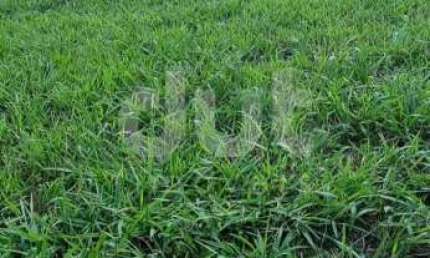 Terreno em condomínio fechado à venda na Rodovia Romildo Prado, km 10, Condomínio Villagio Paradiso, Itatiba por R$ 460.000