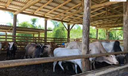 Chácara / sítio com 2 quartos à venda no Centro, Balneário Piçarras , 1000 m2 por R$ 6.000.000