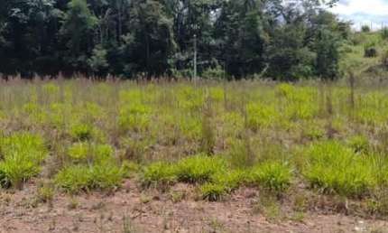 Lote para Venda em Santana de Parnaíba, Loteamento Jardim das Flores