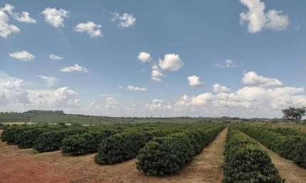AZENDA COM 234 HECTARES PARA AGRICULTURA COM CAFÉ NO MUNICÍPIO DE PIUMHI - MG