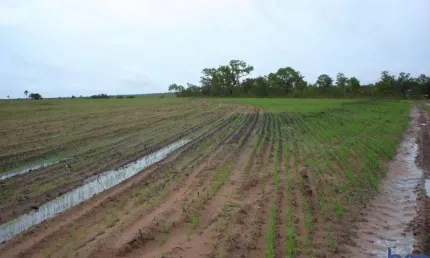 Fazenda 1.300 alqueires para lavoura com outorga para irrigação em rio sono-to