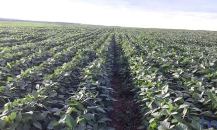 FAZENDA DUPLA APTIDÃO COM 132,6 ALQUEIRES EM TRÊS MARIAS - MG
