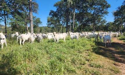 FAZENDA DUPLA APTIDÃO COM 1.540 HECTARES EM BELA VISTA - MS
