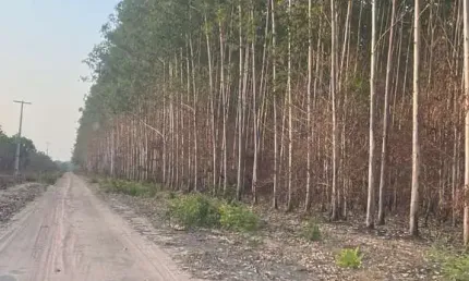 Fazenda dupla aptidão com 9.500 hectares em anapurus - ma